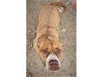 Adopt JC Penny a American Pit Bull Terrier / Mixed dog in Denton, TX (39006524)