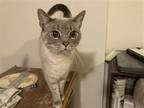 Adopt Kieri a Siamese / Mixed (short coat) cat in Columbia, SC (38939338)
