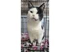 Adopt 6189 (Buddy) a Domestic Short Hair