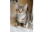 Adopt Guinness a Brown Tabby Domestic Shorthair / Mixed Breed (Medium) / Mixed