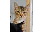 Adopt Whiskey a Brown Tabby Domestic Shorthair / Mixed Breed (Medium) / Mixed