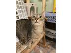 Adopt Harry Potter a Brown or Chocolate (Mostly) Domestic Shorthair / Mixed