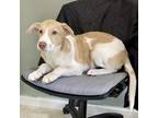 Adopt Carter a Retriever