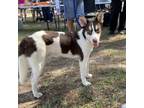 Adopt Captain a Retriever