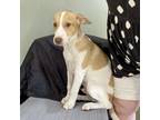 Adopt Clover a Retriever