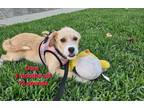 Adopt Dora a Tan/Yellow/Fawn - with White Cairn Terrier / Terrier (Unknown Type