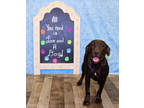 Adopt Skink K39 8-17-23 a Black Labrador Retriever / Mixed Breed (Medium) /
