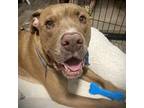 Adopt Moab a Mixed Breed, Pit Bull Terrier