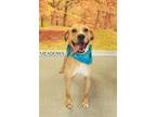 Adopt Meadows a Tan/Yellow/Fawn Labrador Retriever / Mixed dog in Cottageville