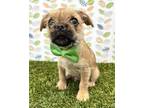 Adopt Bear a Pug, Yorkshire Terrier