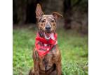 Adopt Artie CG a Plott Hound, Terrier
