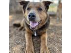 Adopt Bargain Buster a Rottweiler