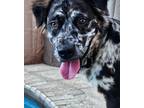 Adopt Gemini Zod a Australian Shepherd, Border Collie