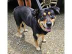 Adopt Lucky a Black German Shepherd Dog / Mixed Breed (Medium) / Mixed (short