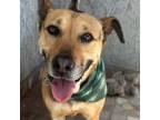 Adopt Charo a German Shepherd Dog, Black Mouth Cur