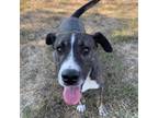 Adopt Lucky a American Staffordshire Terrier
