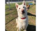 Adopt Eminem a German Shepherd Dog