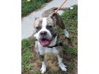 Adopt Beau a Brown/Chocolate American Pit Bull Terrier / Mixed Breed (Medium) /