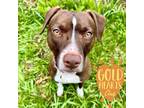 Adopt Elizabeth a Brown/Chocolate American Pit Bull Terrier / Beagle / Mixed