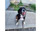 Adopt Saffron a Cattle Dog / Australian Shepherd / Mixed dog in St Helens