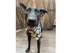 Adopt TEDDY a Brindle - with White German Shepherd Dog / Mixed dog in Branford