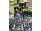 Adopt Hulk a Brown/Chocolate German Shorthaired Pointer / Mixed Breed (Medium) /
