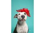 Adopt Claire a White - with Black English Pointer / Mixed dog in Houston