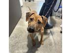Adopt SIKE a Pit Bull Terrier, Plott Hound
