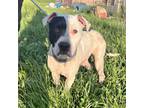Adopt Dax a Boxer, Mixed Breed