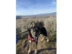 Adopt Cashew a Black German Shepherd Dog / Alaskan Malamute / Mixed (short coat)
