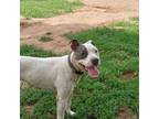 Adopt Joey a Pit Bull Terrier, Dalmatian