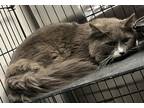 Adopt Randy a Domestic Long Hair
