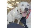Adopt Tigger a White Catahoula Leopard Dog / Terrier (Unknown Type
