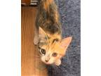 Adopt KITTEN HARLEY GIRL a Calico or Dilute Calico Calico / Mixed (short coat)
