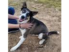 Adopt Daphne a Red/Golden/Orange/Chestnut - with White Siberian Husky / Mixed