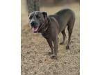 Adopt Zeus a Gray/Blue/Silver/Salt & Pepper Labrador Retriever / Pit Bull