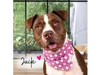 Adopt Jack Sparrow a Boxer, American Staffordshire Terrier