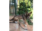 Adopt Benny a Brown/Chocolate - with White Boston Terrier / Mixed dog in Crete
