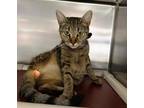 Adopt Wiffle a Brown Tabby Domestic Shorthair / Mixed Breed (Medium) / Mixed