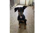 Adopt Natasha a Black - with Tan, Yellow or Fawn Doberman Pinscher / Mixed dog