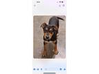 Adopt Gregory a German Shepherd Dog, Mixed Breed