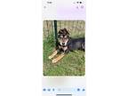 Adopt Giovanni a German Shepherd Dog, Mixed Breed