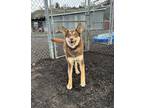 Adopt Stitch a Brown/Chocolate Husky / Mixed Breed (Medium) / Mixed (short coat)