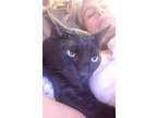 Adopt Teddy #minipanther a Black (Mostly) Egyptian Mau / Mixed (short coat) cat