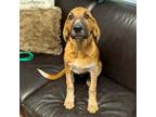 Adopt Thor a Great Pyrenees