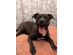 Adopt Midnight a Black - with White Pit Bull Terrier / Rhodesian Ridgeback /