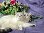 Stunning Seal Lynx Ragdoll Kittens