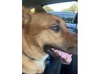 Adopt Beau a Tan/Yellow/Fawn - with Black German Shepherd Dog / Mixed dog in
