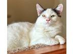 Adopt Katy a White Turkish Van / Mixed Breed (Medium) / Mixed (short coat) cat