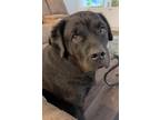 Adopt Charlie a Rottweiler / Mixed dog in Waxhaw, NC (38922779)